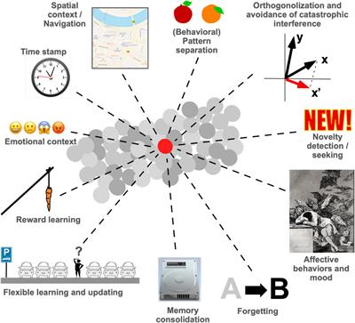 What Is Adult Hippocampal Neurogenesis Good for?